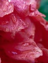 Red Tulip petals with rain water drops macro close-up. Empty space for insertion Royalty Free Stock Photo
