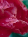 Red Tulip petals with rain water drops macro close-up. Empty space for insertion Royalty Free Stock Photo