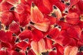 Red tulip petals background with dew drops, above view Royalty Free Stock Photo