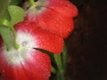 red tulip petals with water drops. red tulip flower after raining Royalty Free Stock Photo