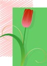 Red tulip, postcard