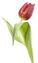 A red tulip, like an opera singer Royalty Free Stock Photo