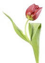 A red tulip, like an opera singer Royalty Free Stock Photo