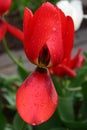 Red tulip in the rain Royalty Free Stock Photo