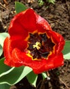 Red tulip after rain close up. View from above. Royalty Free Stock Photo