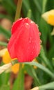 red tulip with rain dew drops, passion, love, lust