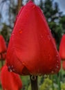 red tulip with rain droplets in the garden background. Copy space, greeting card, postcard, banner, cover mockup, for Royalty Free Stock Photo