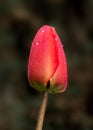 Red tulip with rain drops on dark background Royalty Free Stock Photo