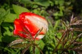 Red tulip with rain drops Royalty Free Stock Photo