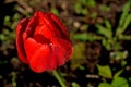 Tulip after rain Royalty Free Stock Photo