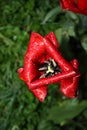 Red tulip in the rain Royalty Free Stock Photo