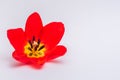 Red tulip Royalty Free Stock Photo