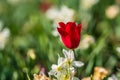Red tulip rising among white spring flowers.. Royalty Free Stock Photo