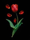 Red tulip with scattered petals.