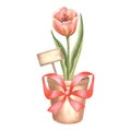 Red tulip and sign in flower pot with silk ribbon bow. Isolated hand drawn watercolor illustration. Blossom spring Royalty Free Stock Photo