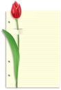 Red tulip on sliced lined paper feint