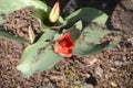 A red tulip with a small bud