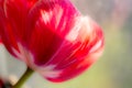 Red tulip soft focus Royalty Free Stock Photo