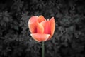 Red tulip soul in black white for peace heal hope