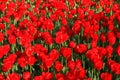 Red tulip at spring