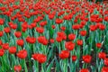 Red tulip spring flowers close up photo Royalty Free Stock Photo