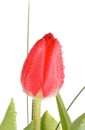 Red Tulip Royalty Free Stock Photo