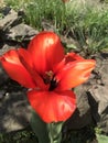 Red tulip in spring sunlight Royalty Free Stock Photo