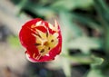 Red tulip, stamen, pistil close-up top view