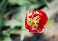 Red tulip, stamen, pistil close-up top view Royalty Free Stock Photo