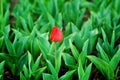 Red tulip stand out Royalty Free Stock Photo