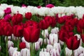 Red and white Tulips at the Keukenhof in spring 2022 in Lisse, the Netherlands Royalty Free Stock Photo