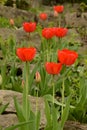 Red tulip stepping stones in rock garden Royalty Free Stock Photo