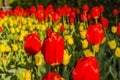 Red tulip (Tulipa L). Royalty Free Stock Photo