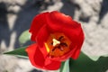 red tulip type "rescue" isolated in sunlight in rows in a long f