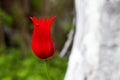 Red Tulip varieties Aladdin record on the background of green grass. Flower close-up. Lily-shaped Tulip. Nature background. Blurry Royalty Free Stock Photo