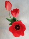 Red tulip in a vase on a table with green leaves.