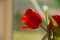 Red tulip in a vase. tulips on a light background. Royalty Free Stock Photo