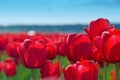Red Tulip View Royalty Free Stock Photo
