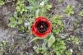 Red Tulip. The view from the top. Close up. The garden near the house Royalty Free Stock Photo