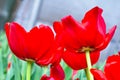 red tulip vintage.