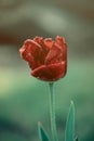 Red tulip with water droplets in the garden Royalty Free Stock Photo