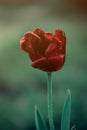 Red tulip with water droplets in the garden Royalty Free Stock Photo