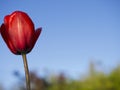 Red tulip Royalty Free Stock Photo