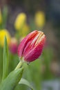 Red tulip with water drops Royalty Free Stock Photo