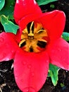 Red tulip. Water drops. Macro. Royalty Free Stock Photo