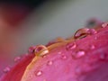 Red Tulip water drops Royalty Free Stock Photo