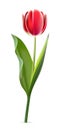 Red tulip on white background. Realistic spring colorful flower vector illustration. Floral decorative plant with petals Royalty Free Stock Photo