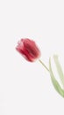 Red tulip on white background. Spring wallpaper. greeting card and invitation to the wedding, birthday. Womens day concept Royalty Free Stock Photo