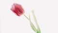 Red tulip on white background. Spring wallpaper. greeting card and invitation to the wedding, birthday. Womens day concept Royalty Free Stock Photo