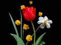 Red tulip, white daffodil and yellow flowers on a black background. Royalty Free Stock Photo